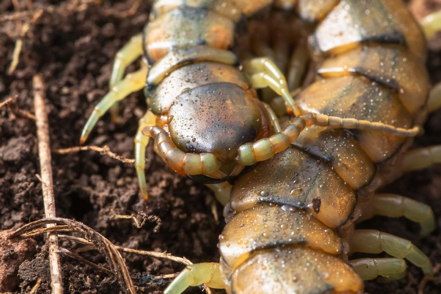 Scolopendra cingulata (Scolopendridae)